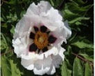 'Borrowing Arrows From a Straw Boat' 草船借箭 Tree Peony (Paeonia x suffruticosa 'Cao Chuan Jei Jian/Clever')