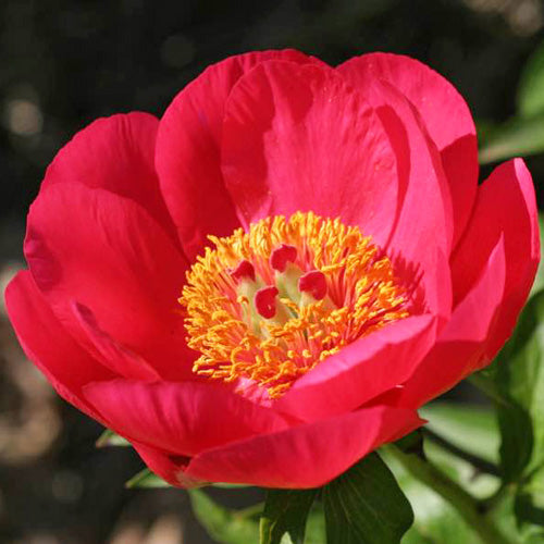 'BURNING BRIGHT' Peony (Paeonia x lobata 'burning bright')