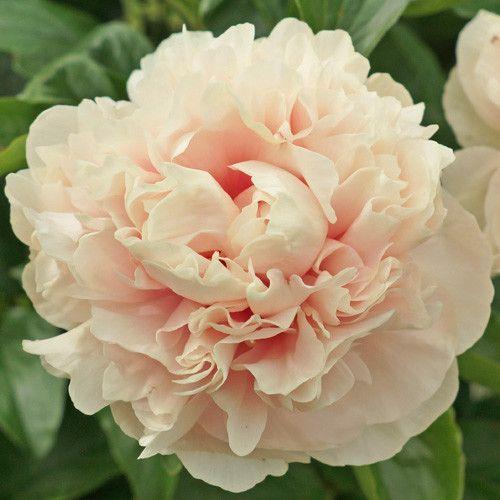 'MAJESTY'S SCEPTER' Peony (Paeonia x lactiflora 'majesty's scepter')