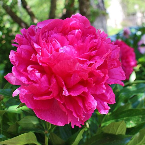 'MAGENTA MOON' Peony (Paeonia x lactiflora 'magenta moon')