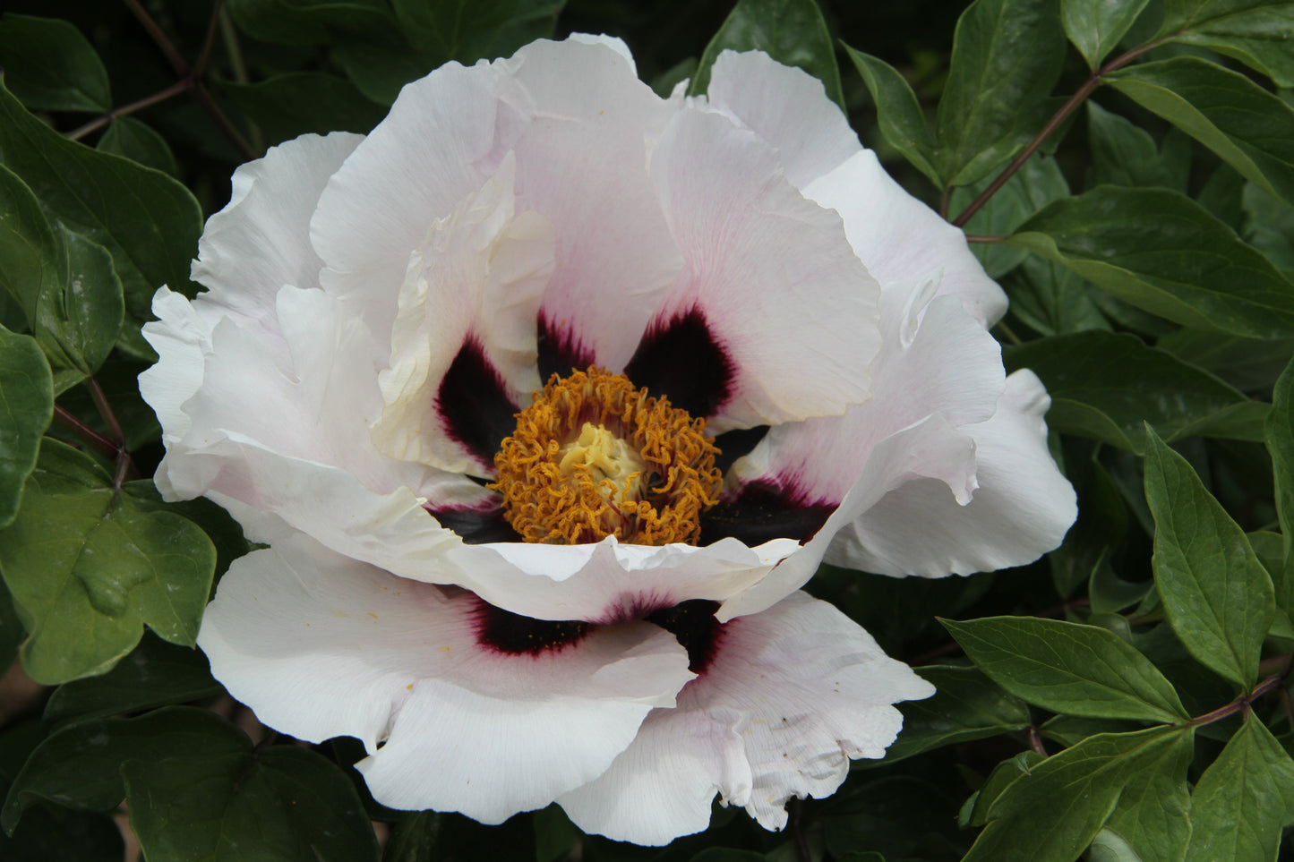 'BORROWING ARROWS FROM A STRAY BOAT' 草船借箭 Tree Peony (Paeonia x suffruticosa 'Cao Chuan Jei Jian/Clever')