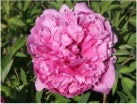 'THE PURPLE CROWN IS AUSPICIOUS' 紫冠呈祥 Tree Peony (Paeonia x suffruticosa 'zi guan chen xiang/the purple crown is auspicious')