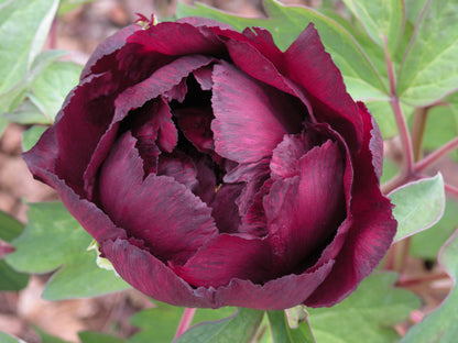 'WORLD CHAMPION BLACK JADE' 冠世墨玉 Tree Peony (Paeonia x suffruticosa 'guan shi mo yu/world champion black jade)