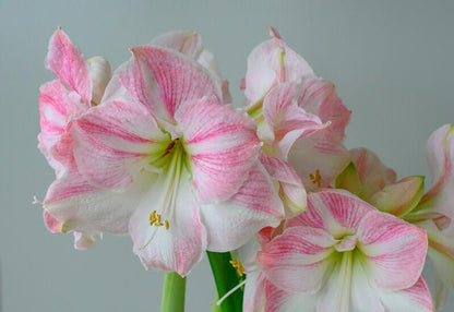 'CHERRY BLOSSOM' Amaryllis (Hippeastrum x 'cherry blossom')