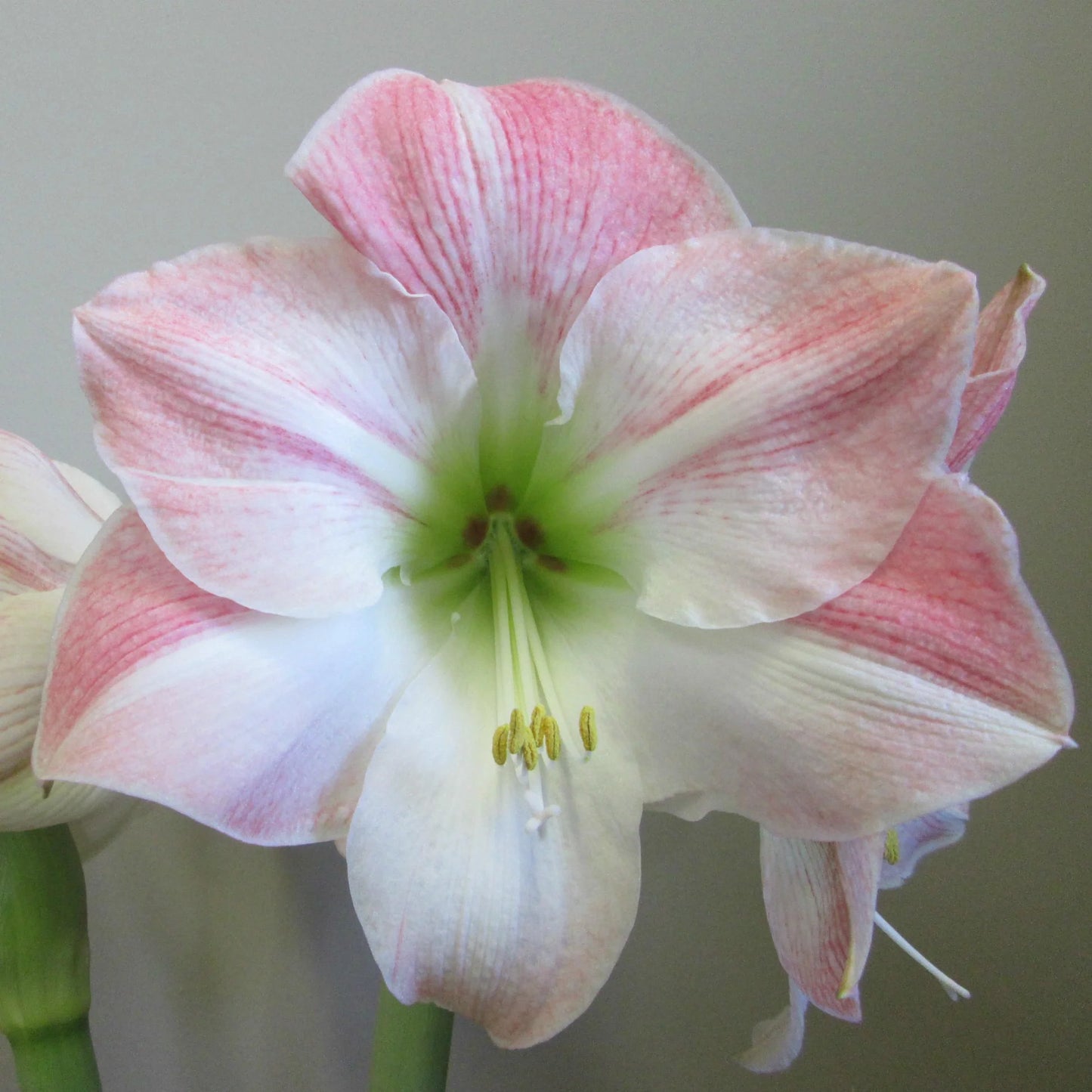 'CHERRY BLOSSOM' Amaryllis (Hippeastrum x 'cherry blossom')