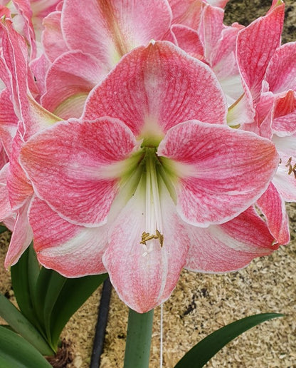 'CHERRY BLOSSOM' Amaryllis (Hippeastrum x 'cherry blossom')