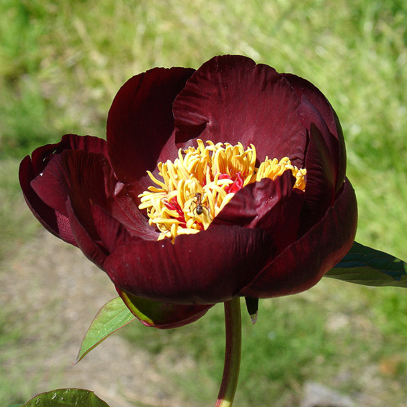 'CHOCOLATE SOLDIER' Peony (Paeonia x officinalis 'chocolate soldier')