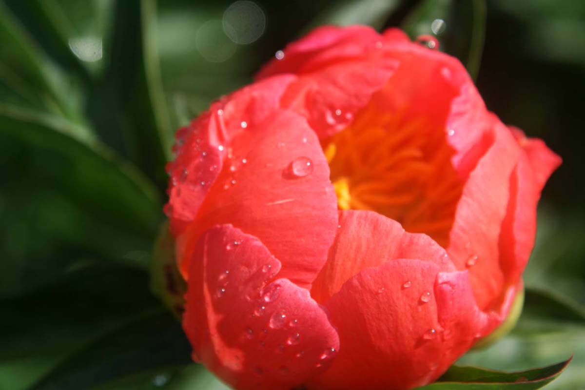 'CORAL 'n' GOLD' Peony (Paeonia x lactiflora 'coral n gold'