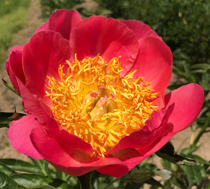 'CORAL 'n' GOLD' Peony (Paeonia x lactiflora 'coral n gold'