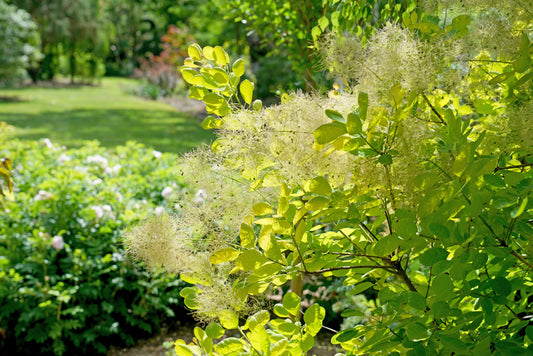 'WINECRAFT GOLD' Smoke Tree (Cotinus x coggygria 'winecraft gold')