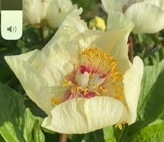 'DAYSTAR' Peony (Paeonia tenuifolia x Mlokosewitschi 'daystar')