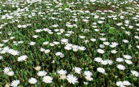 'JEWEL DESERT MOONSTONE' Ice Plant (Delosperma x 'jewel desert moonstone')