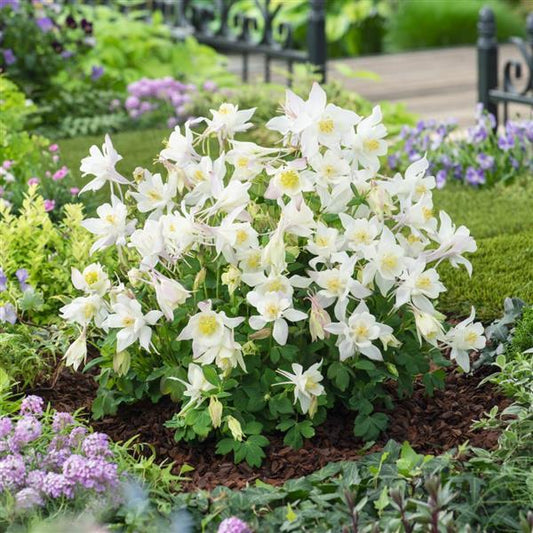 'EARLYBIRD WHITE' Columbine (Aquilegia x 'earlybird white')