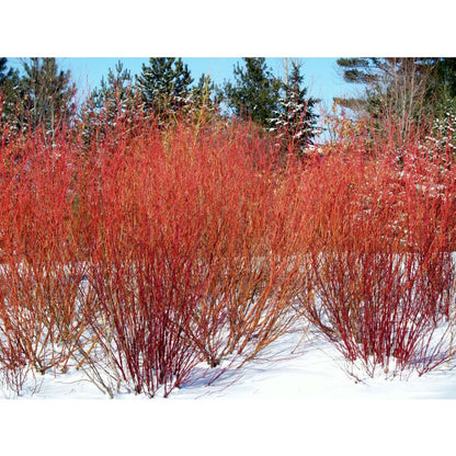 'ARCTIC FIRE RED' Red-twig Dogwood (Cornus x sericea 'arctic fire red')
