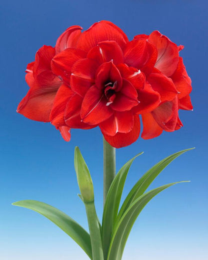 'DOUBLE KING' Amaryllis (Hippeastrum x 'double king')