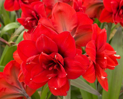 'DOUBLE KING' Amaryllis (Hippeastrum x 'double king')