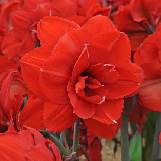 'DOUBLE KING' Amaryllis (Hippeastrum x 'double king')