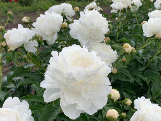 'ICEBERG' Peony (Paeonia x lactiflora 'bing shan/iceberg')