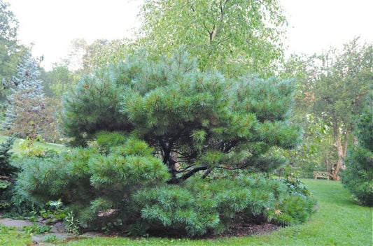 'CONNECTICUT SLATE' Dwarf White Pine (Pinus strobus var. 'connecticut slate')