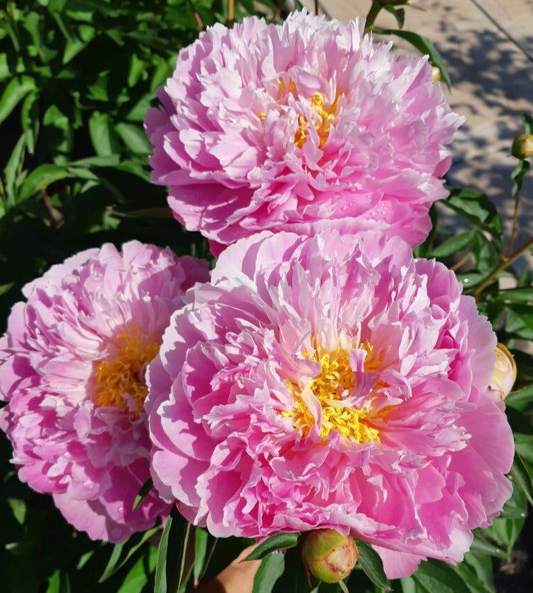 'PINK CHARMER' Peony (Paeonia x lactiflora 'pink charmer' – Champlain ...