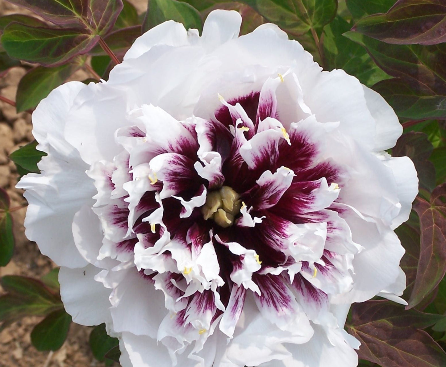 'EAGLE WINGS' Tree Peony (Paeonia x rockii 'eagle wings')