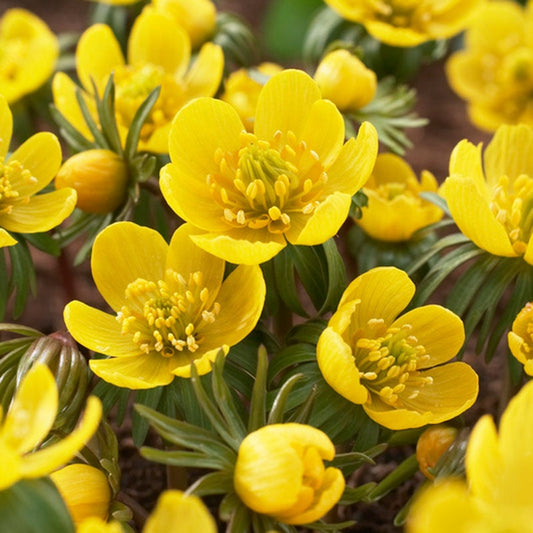 'WINTER ACONITE' Winter buttercup (Eranthis hyemalis var. 'cilicica')