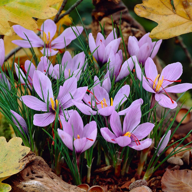 'SAFFRON' Saffron Crocus (Crocus sativus sp.)