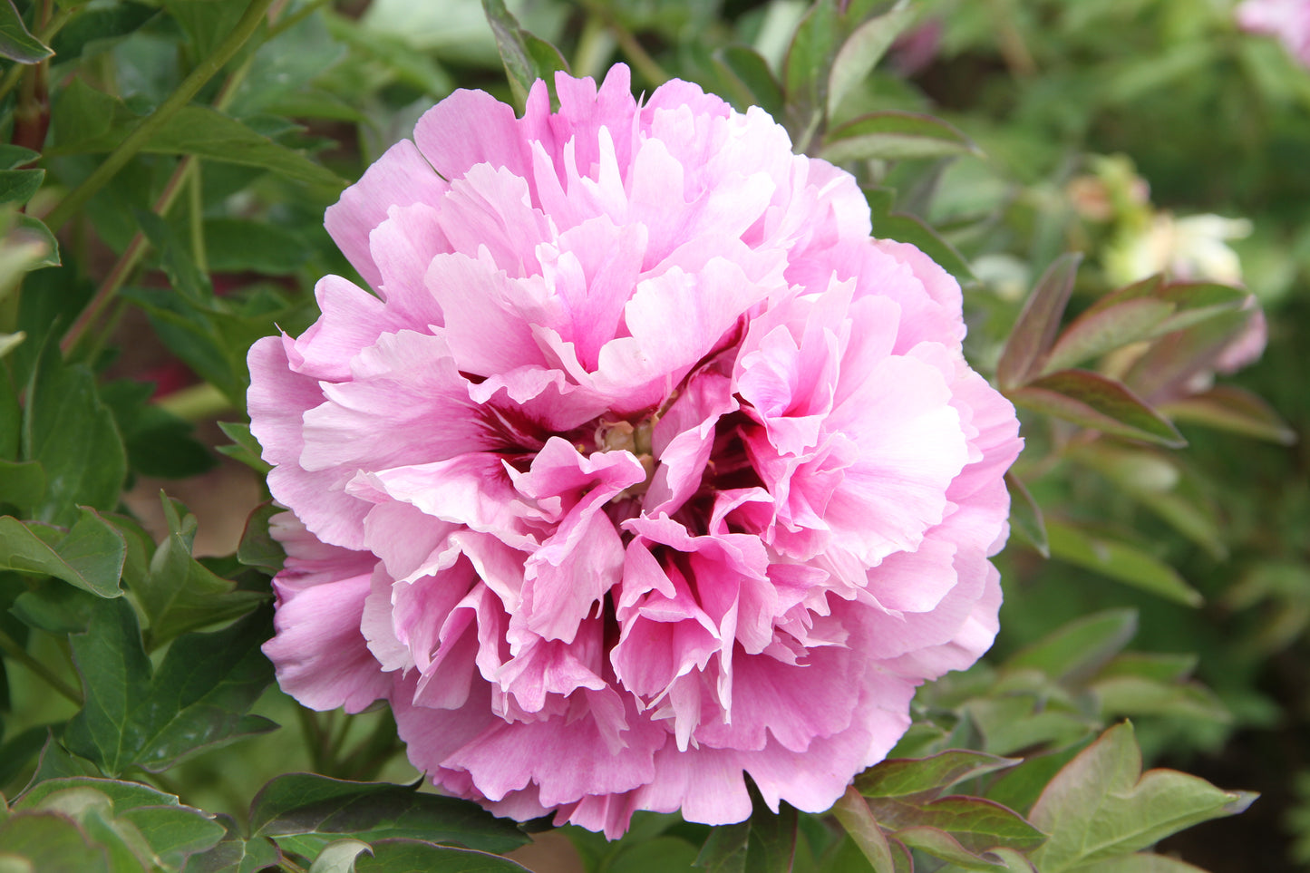 'PHOENIX CROWN WITH JADE BEADS' 粉冠玉珠 Tree Peony ( Paeonia x suffruticosa 'fen guan yu zhu/phoenix crown with jade beads')