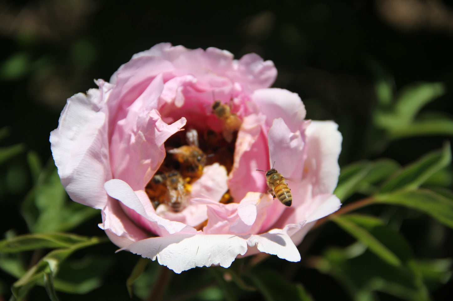 'BEES' SWEET LOVE' 蜂之恋 Tree Peony (Paeonia x suffruticosa 'feng zhi lian/bees' sweet love')