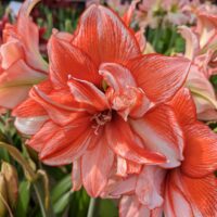 'FLAMED AMADEUS' Amaryllis (Hippeastrum x 'flamed amadeus')