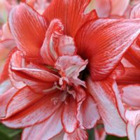 'FLAMED AMADEUS' Amaryllis (Hippeastrum x 'flamed amadeus')