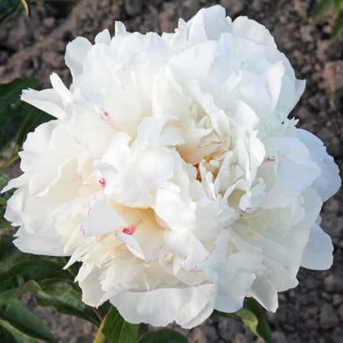 'FRANCES WILLARD' Peony (Paeonia x lactiflora 'frances willard')