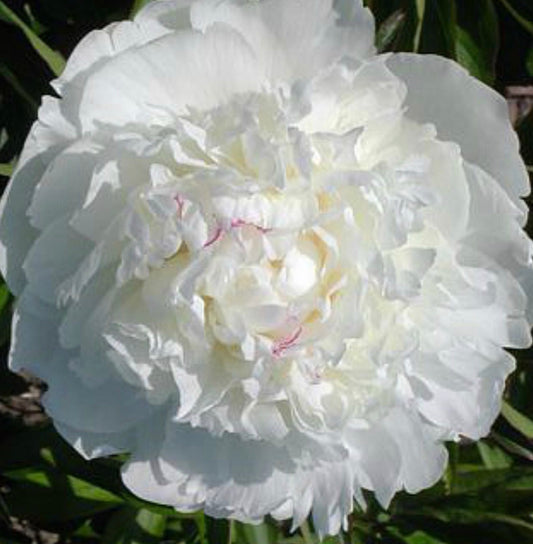 'EVENING STAR' Peony (Paeonia x lactiflora 'evening star')