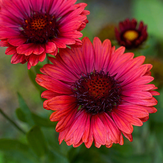 'BURGUNDY' Blanket Flower (Gaillardia aristata 'burgundy')