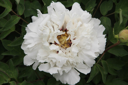 'WHITE JADE' 甘蓝玉 Tree Peony (Paeonia x suffruticosa 'gan lan lu/white jade')