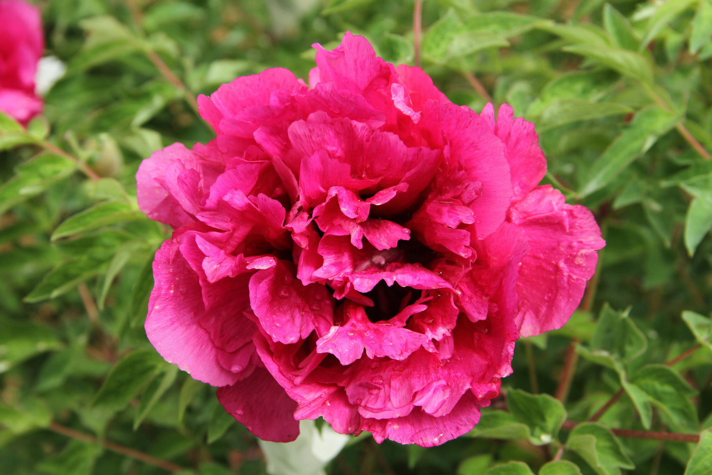 'SACRED FIRE ALTAR' 高原圣火 Tree Peony (Paeonia x suffruticosa 'gao yuan sheng huo/sacred fire altar')