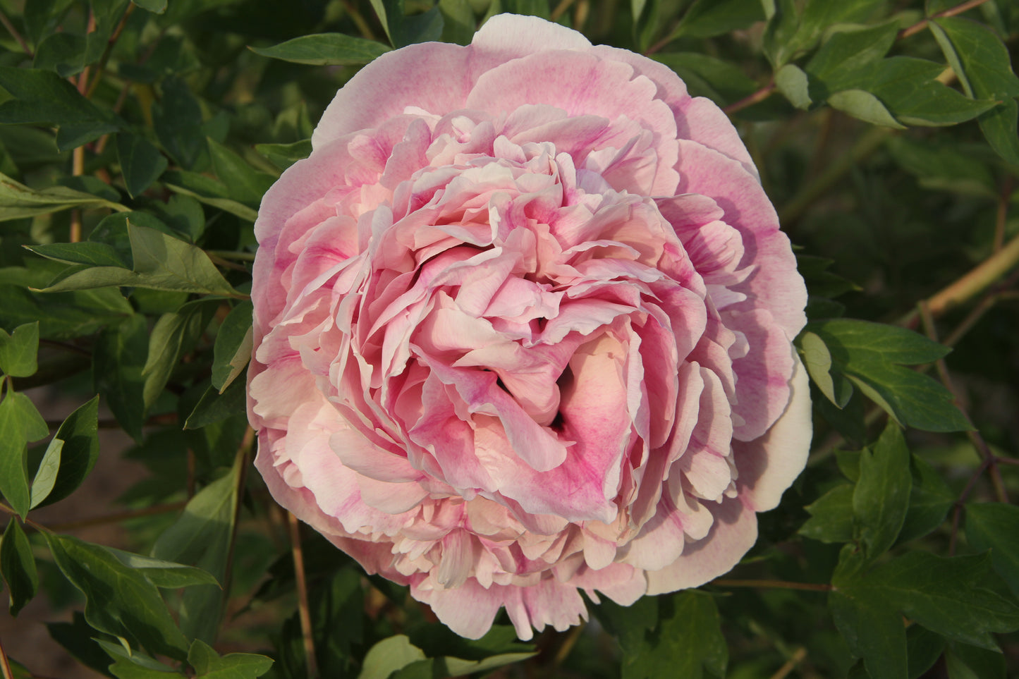 'THE GODDESS' 观音面 Tree Peony (Paeonia x suffruticosa 'guan yin mian/the goddess')