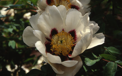 'PEACE LOTUS' 和平莲 Tree Peony (Paeonia x suffruticosa 'he ping lian/peace lotus)