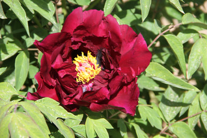 'BLACK WHIRLWIND' 黑旋风 Tree Peony (Paeonia x suffruticosa 'hei xuan feng/black whirlwind')