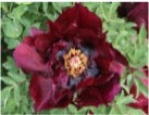 'BLACK BUTTERFLY' 黑凤蝶 Tree Peony (Paeonia x suffruticosa 'zi hei feng die/black butterfly')