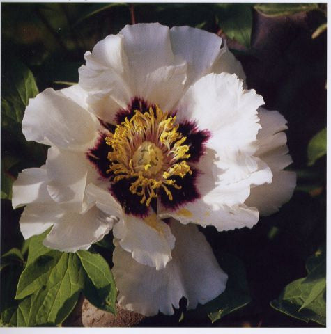 'PEACE LOTUS' 和平莲 Tree Peony (Paeonia x suffruticosa 'he ping lian/peace lotus)