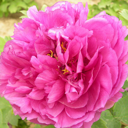 'RED KIRIN' Tree Peony (Paeonia x suffruticosa 'hong qi lin/red kirin')