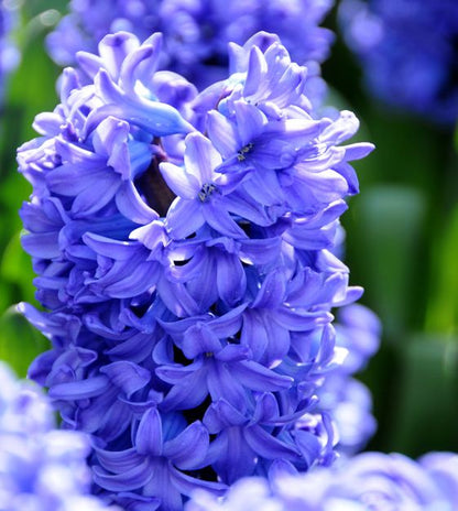 'HYACINTH' Garden Hyacinth (Hyacinth x orientalis)