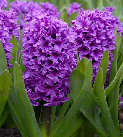 'HYACINTH' Garden Hyacinth (Hyacinth x orientalis)