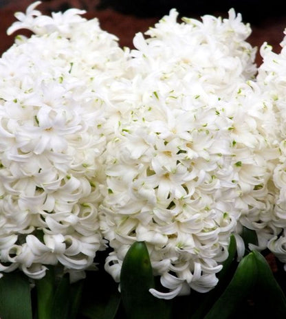 'HYACINTH' Garden Hyacinth (Hyacinth x orientalis)