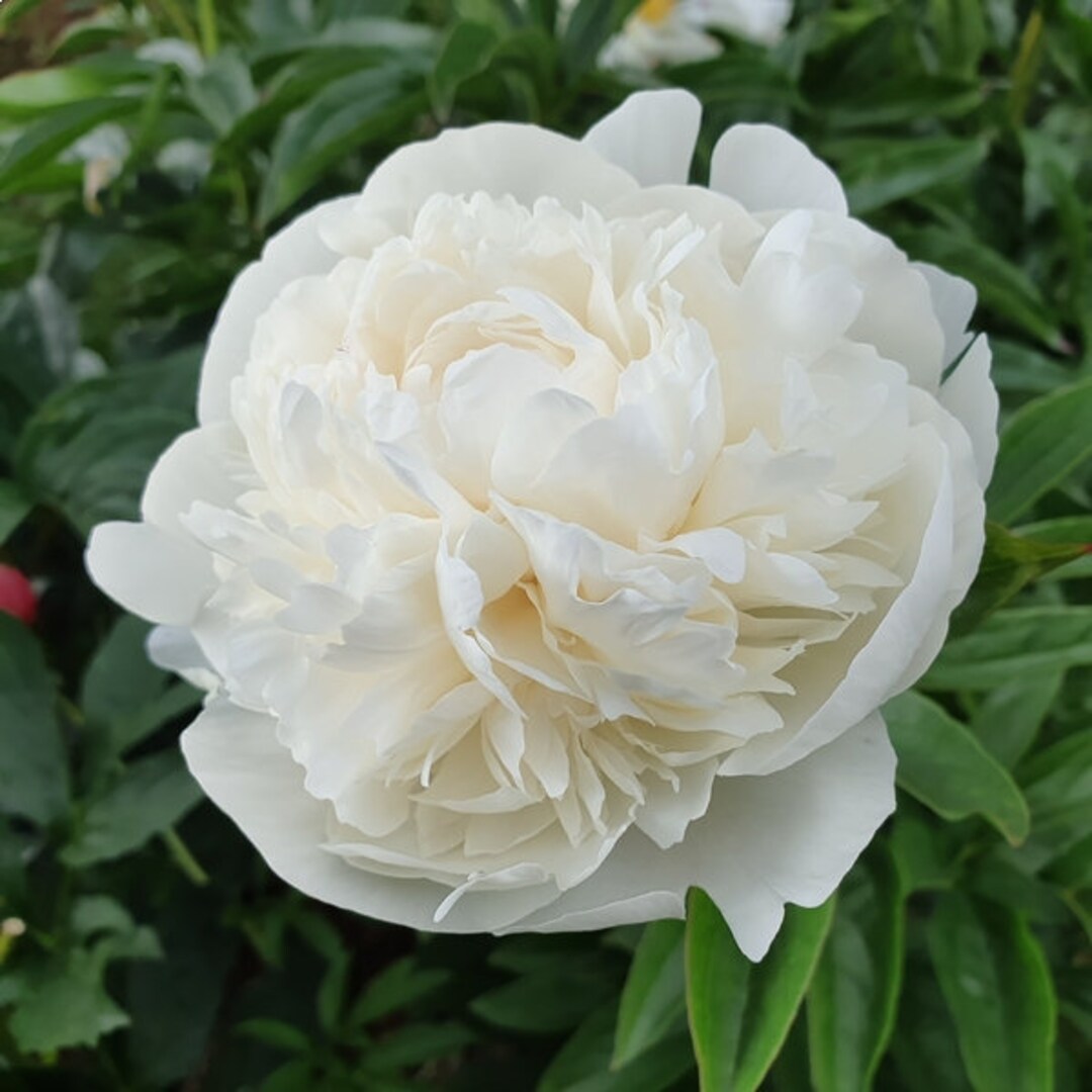 'JOSEPH CHRISTIE' Peony (Paeonia x lactiflora 'joseph christie')