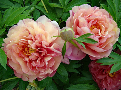 'SCRUMDIDLEYUMPTIOUS' Itoh Peony (Paeonia x intersectional 'scrumdidleyumptious')