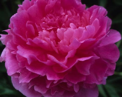 'VIVID ROSE' Peony (Paeonia x lactiflora 'vivid rose')