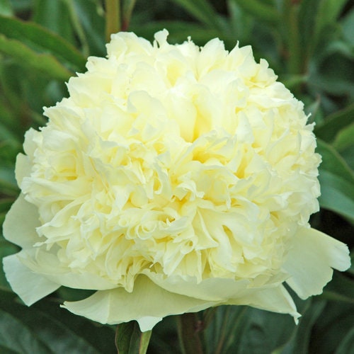 'GOLDILOCKS' Peony (Paeonia x lactiflora 'goldilocks')