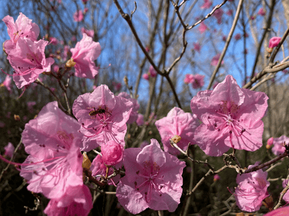 'CORNELL PINK' Korean Azalea (Rhododendron x mucronulatum 'cornell pink')